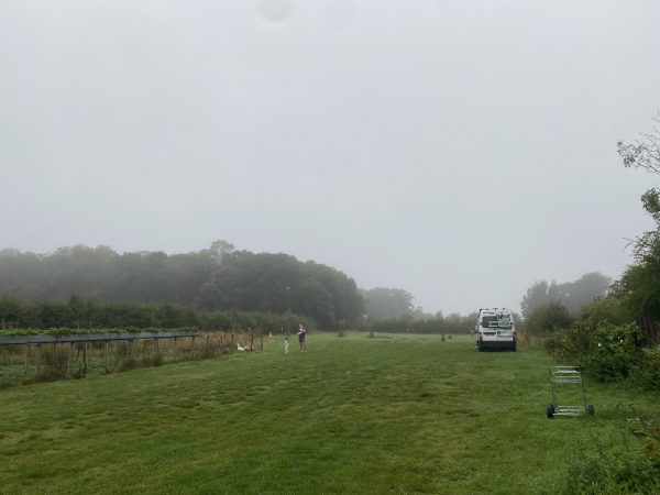 Daisy's Farm