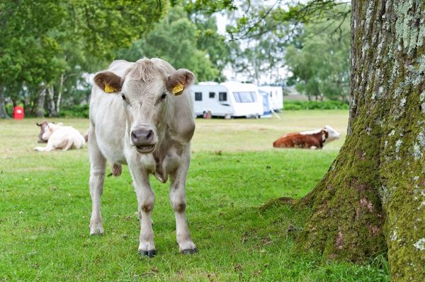 Denny Wood Campsite