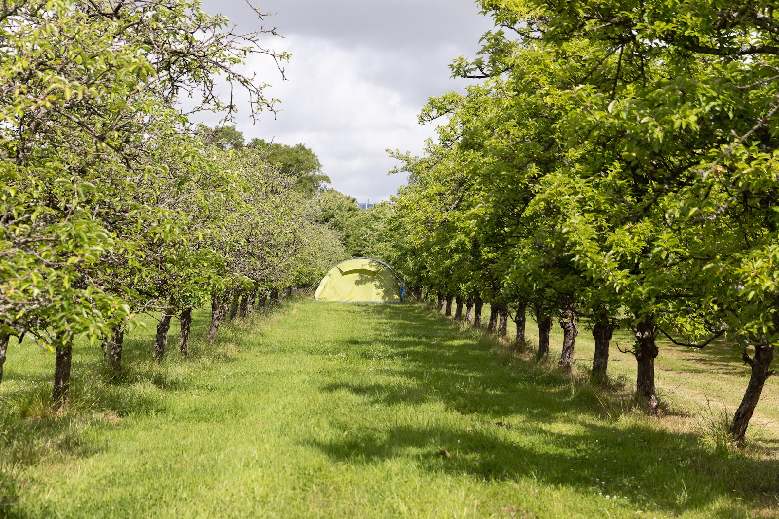 Dorset Nectar Cider Farm Orchard Campsite