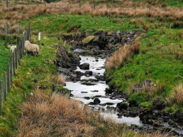 Drumboy Camping