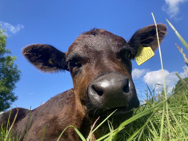 Dyfed Permaculture Farm Trust