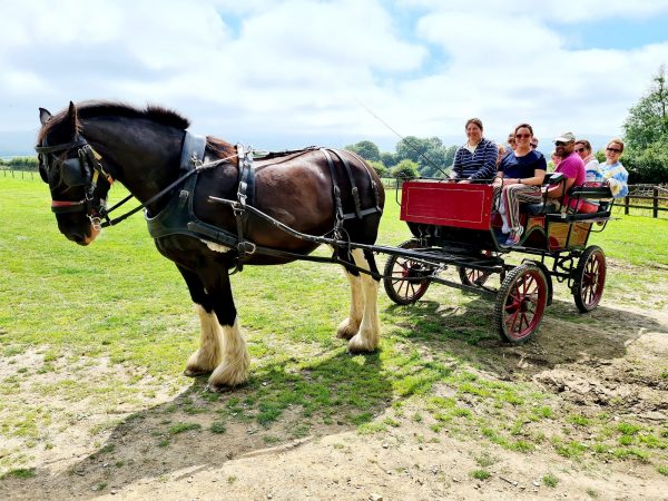 Dyfed Shire Horse Farm