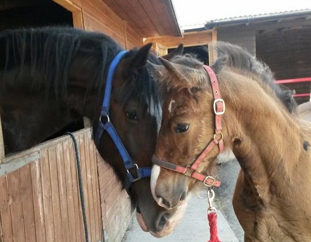 Dyfed Shire Horse Farm Certificated Site