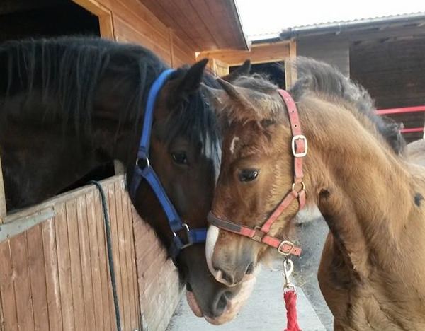 Dyfed Shire Horse Farm Certificated Site