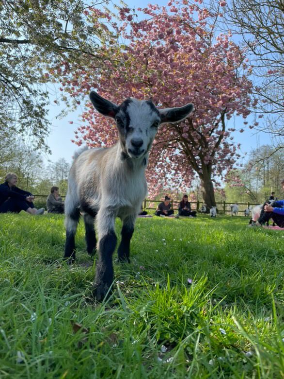 Easton Farm Park