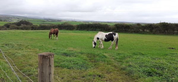 Ellergill Raise Campsite