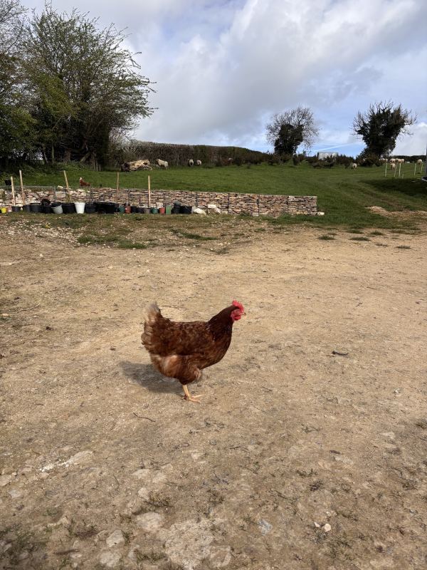 Farwood Farm