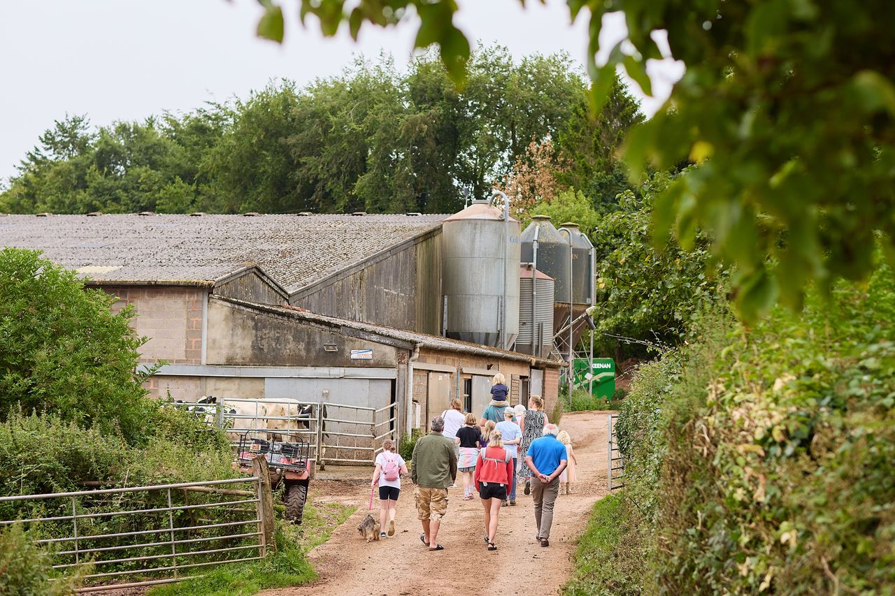 Feather Down - Billingsmoor Farm