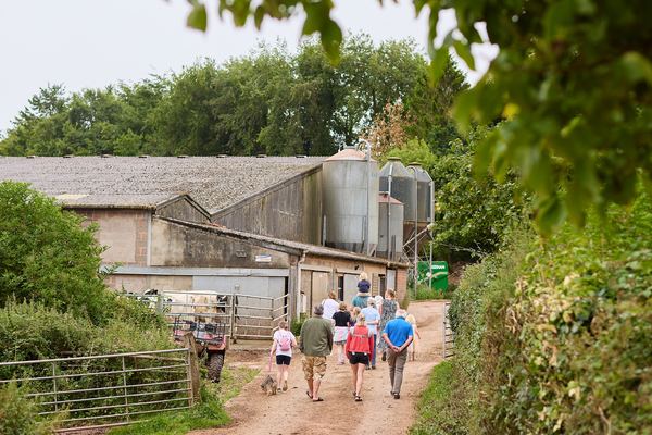 Feather Down - Billingsmoor Farm