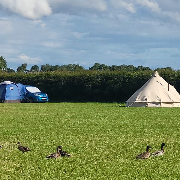 Ferrygate Camping