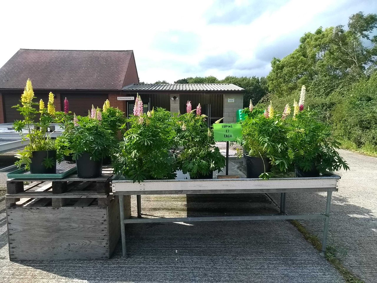 Frittenden Orchard