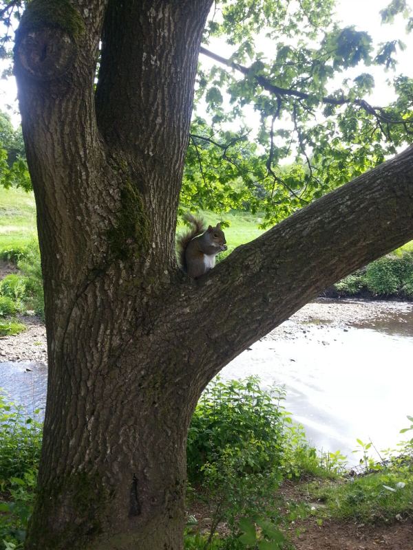 Gelderwood Country Park