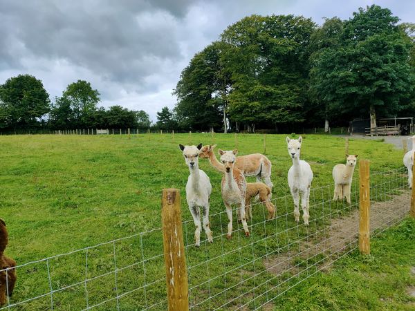 Glyncoch Isaf Farm Campsite