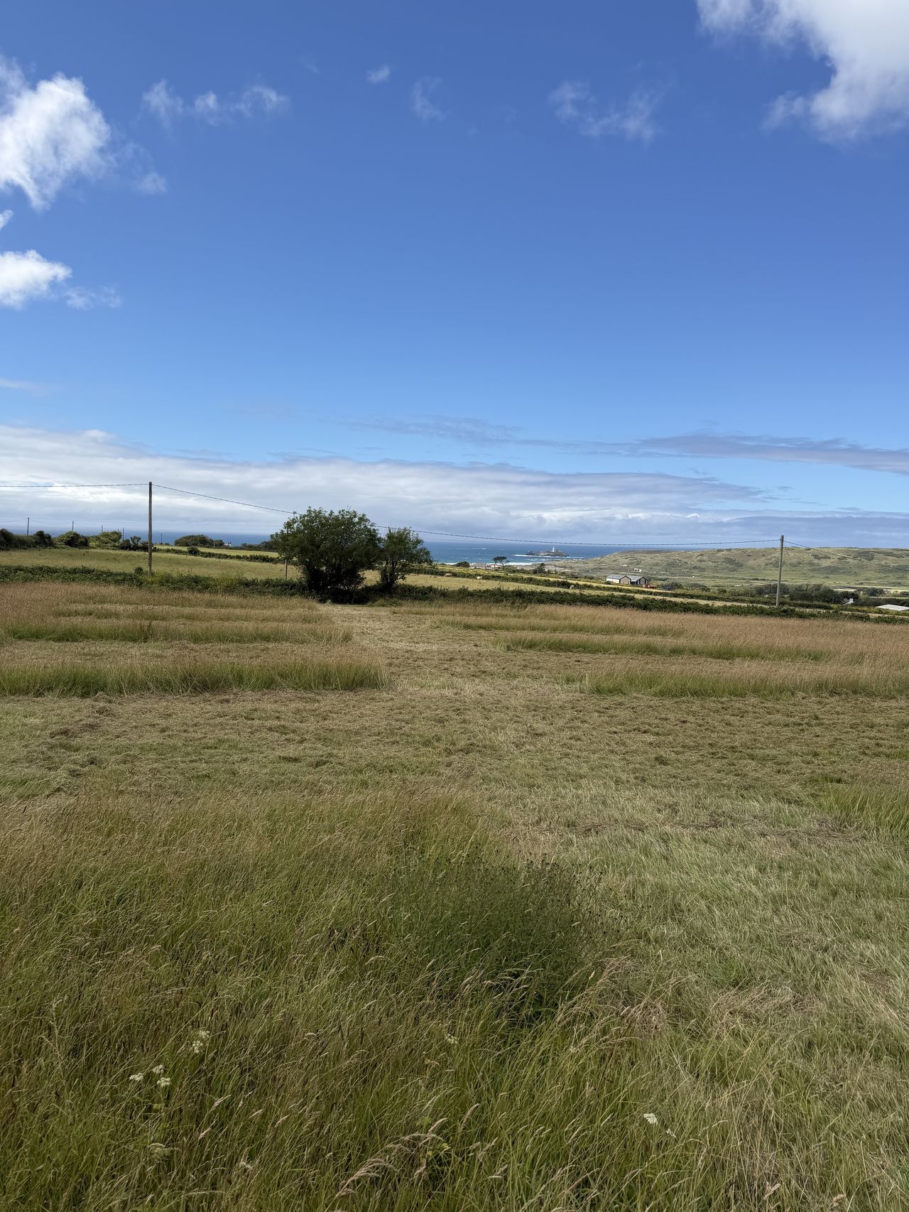 Godrevy Wilds