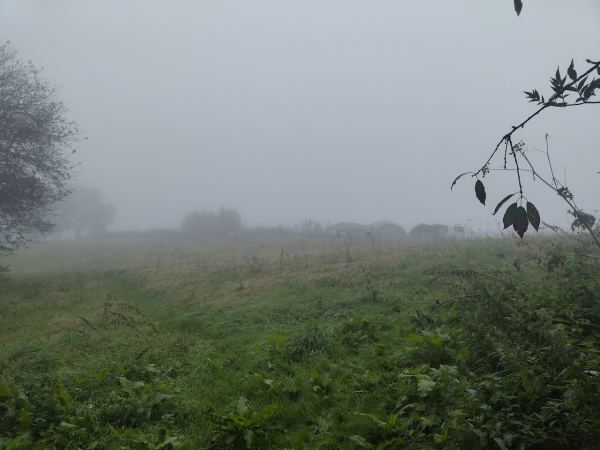 Golden Hill Wood