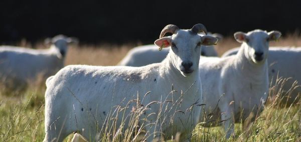 Green Sheep Camping