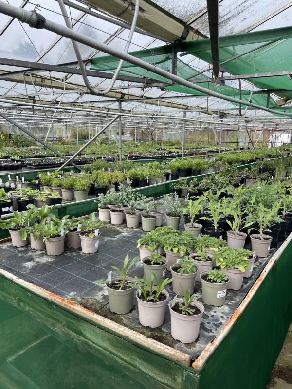 Greenscapes Nursery Certificated Site