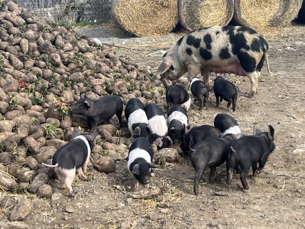 Gripps Farm