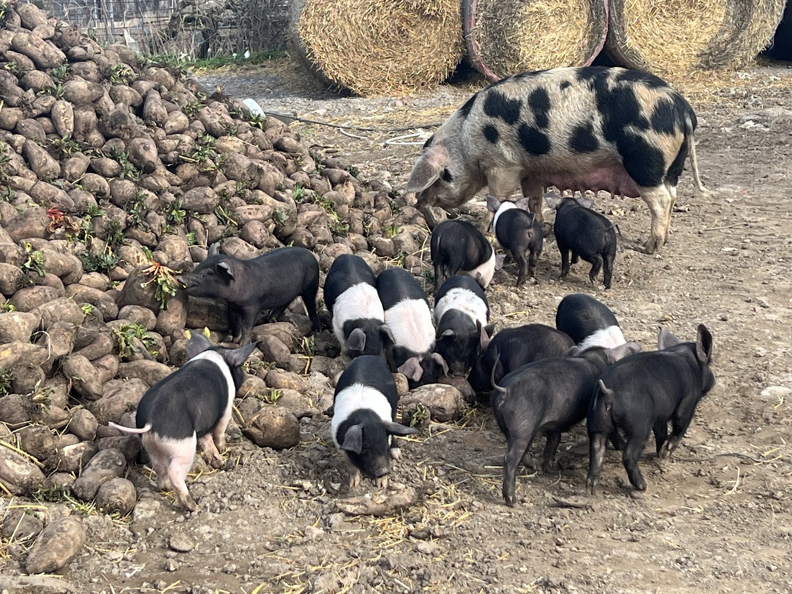 Gripps Farm