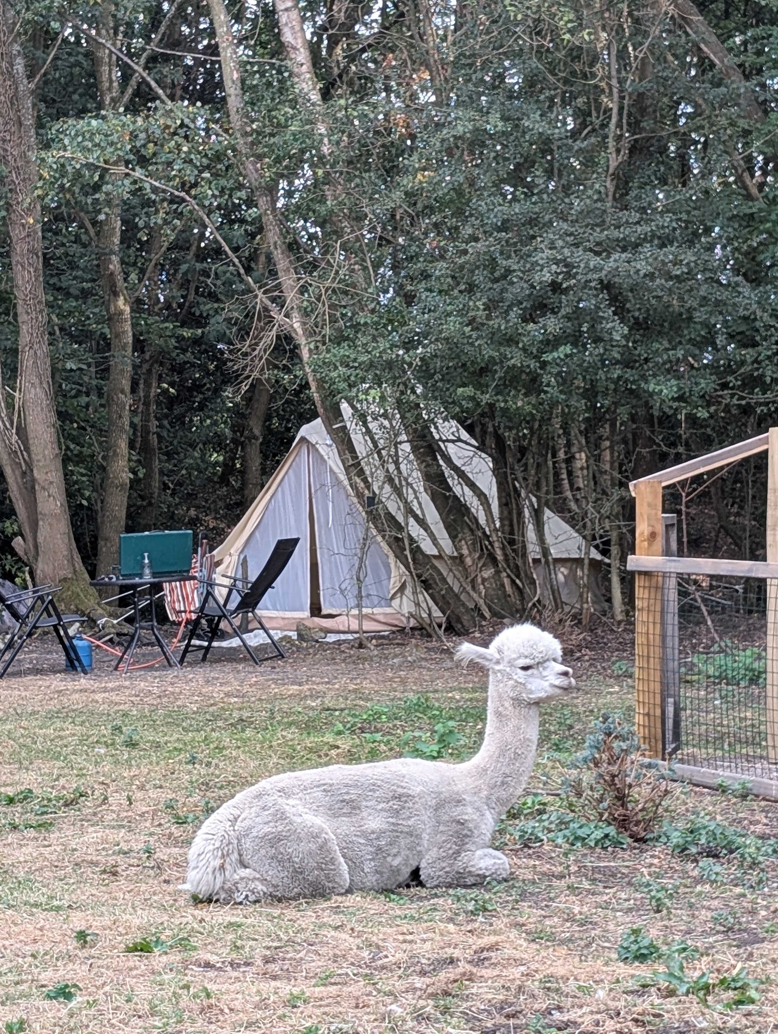 Gwenfro Alpacas