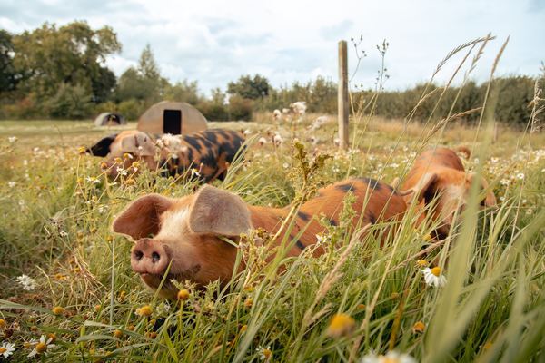 Haddon Copse Farm
