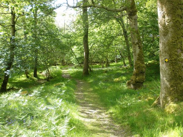 Hafod Dywyll Campsite