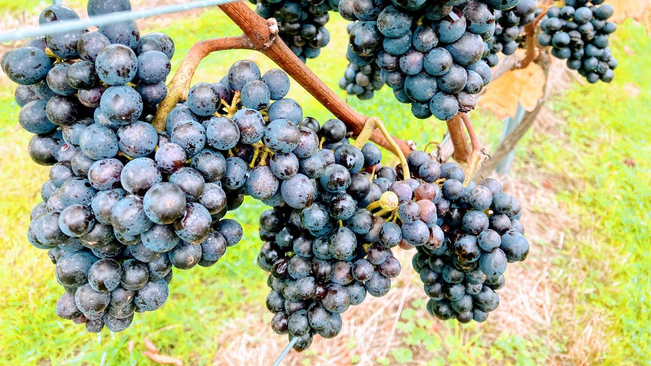 Hanwell Wine Estate