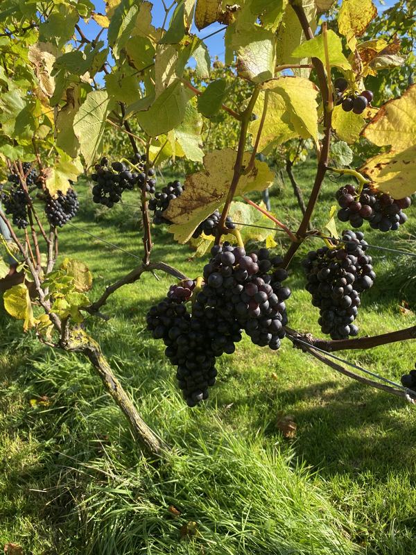 Hanwell Wine Estate