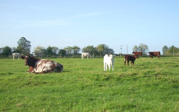 Harton Caravans Certificated Site