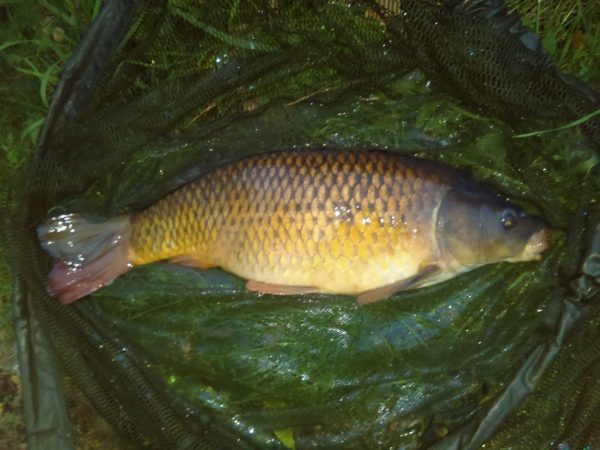 Hayfield Lakes