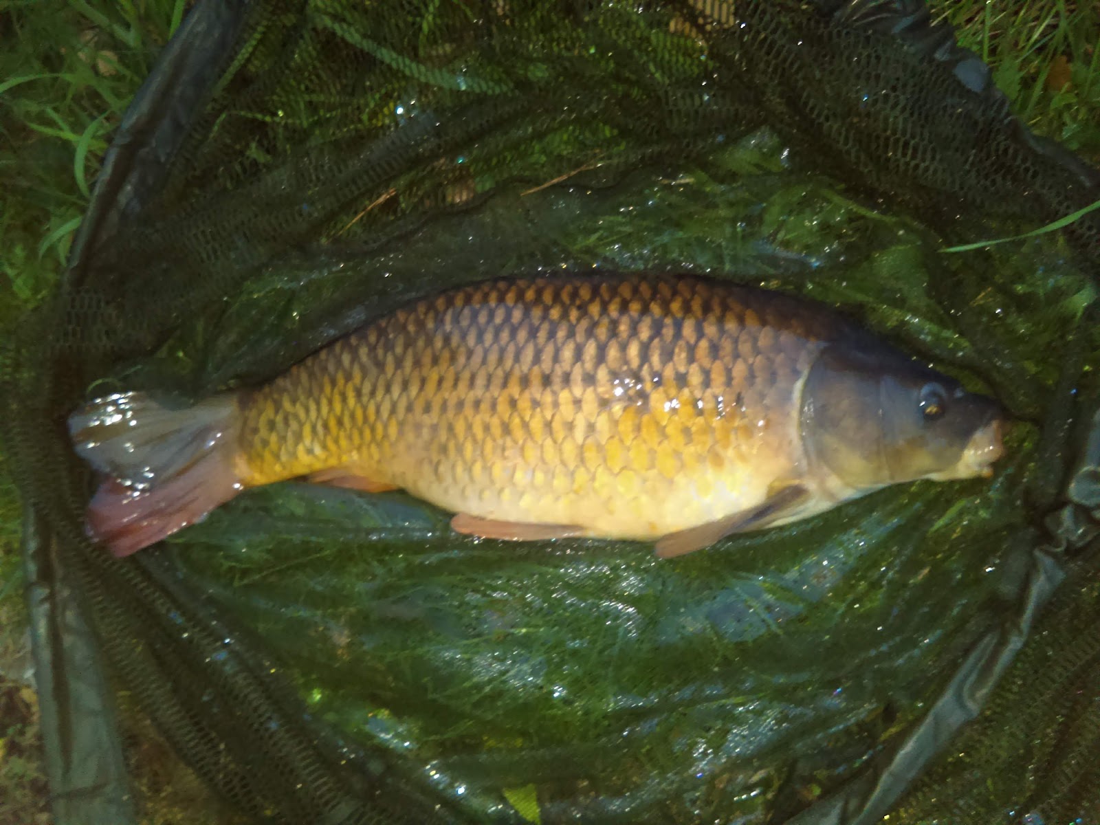 Hayfield Lakes