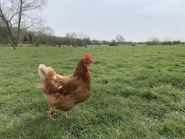 Hill Farm