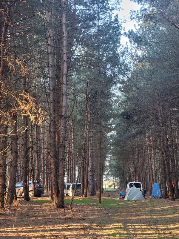 Holistic Woods