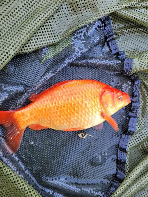 Holly Farm Fishery Moby Park