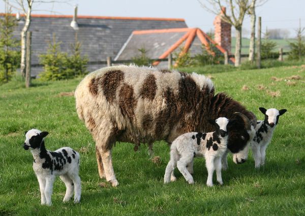 Huxtable Farm