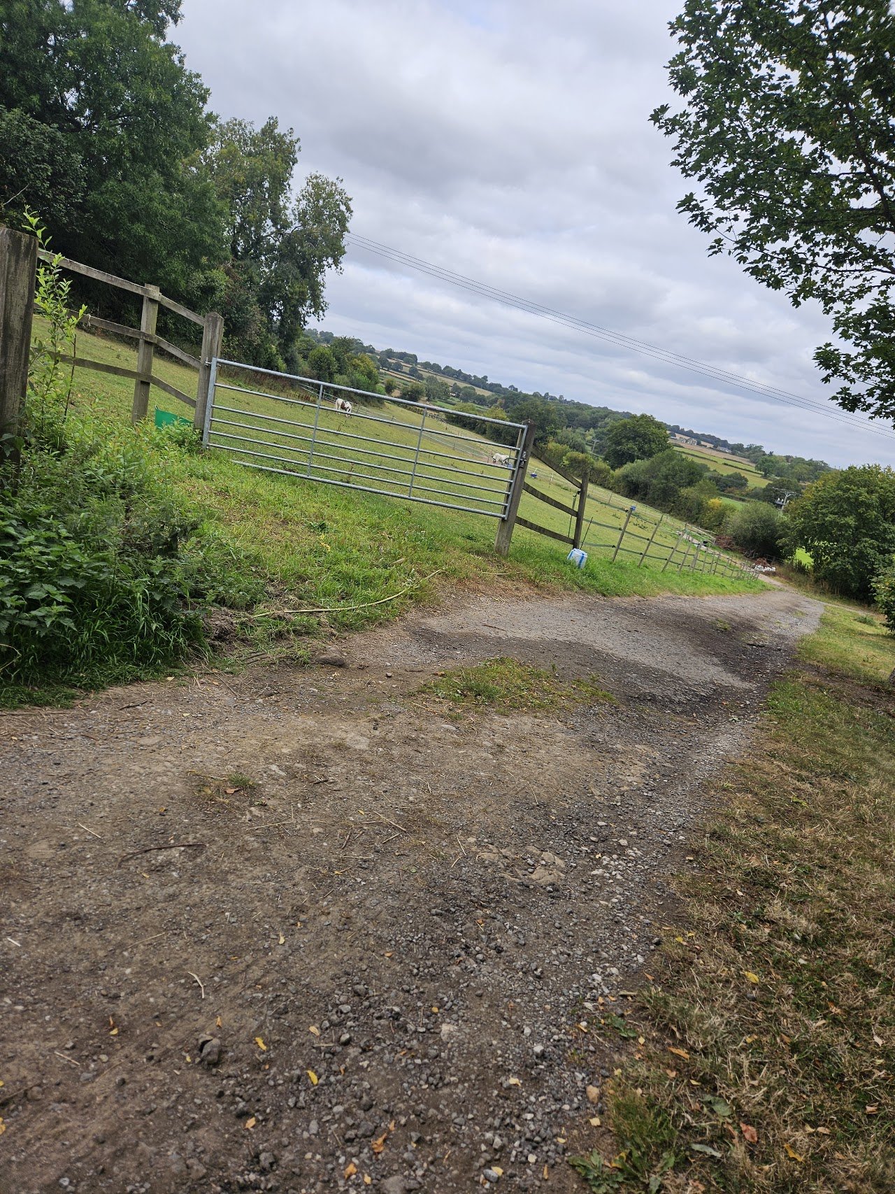 Ilex Farm Camping