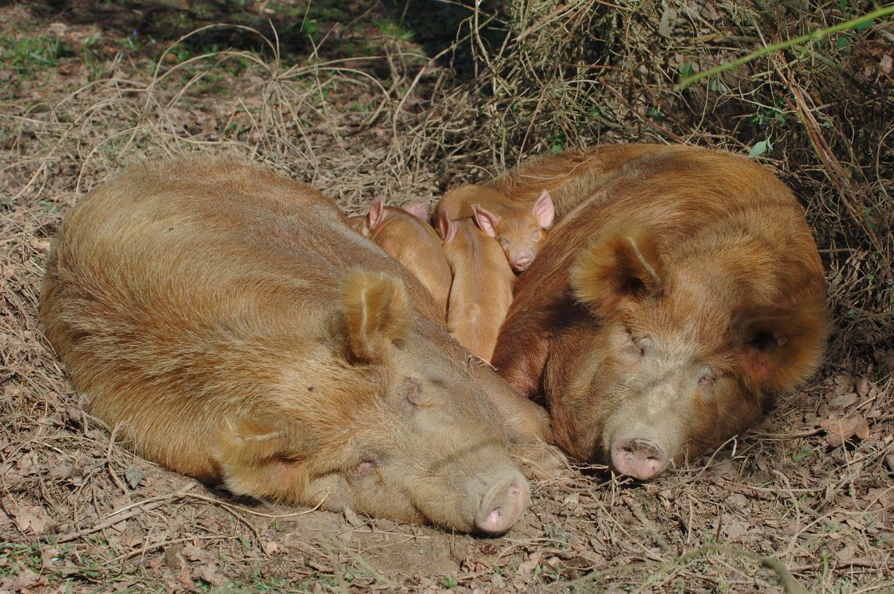 Knepp Safaris