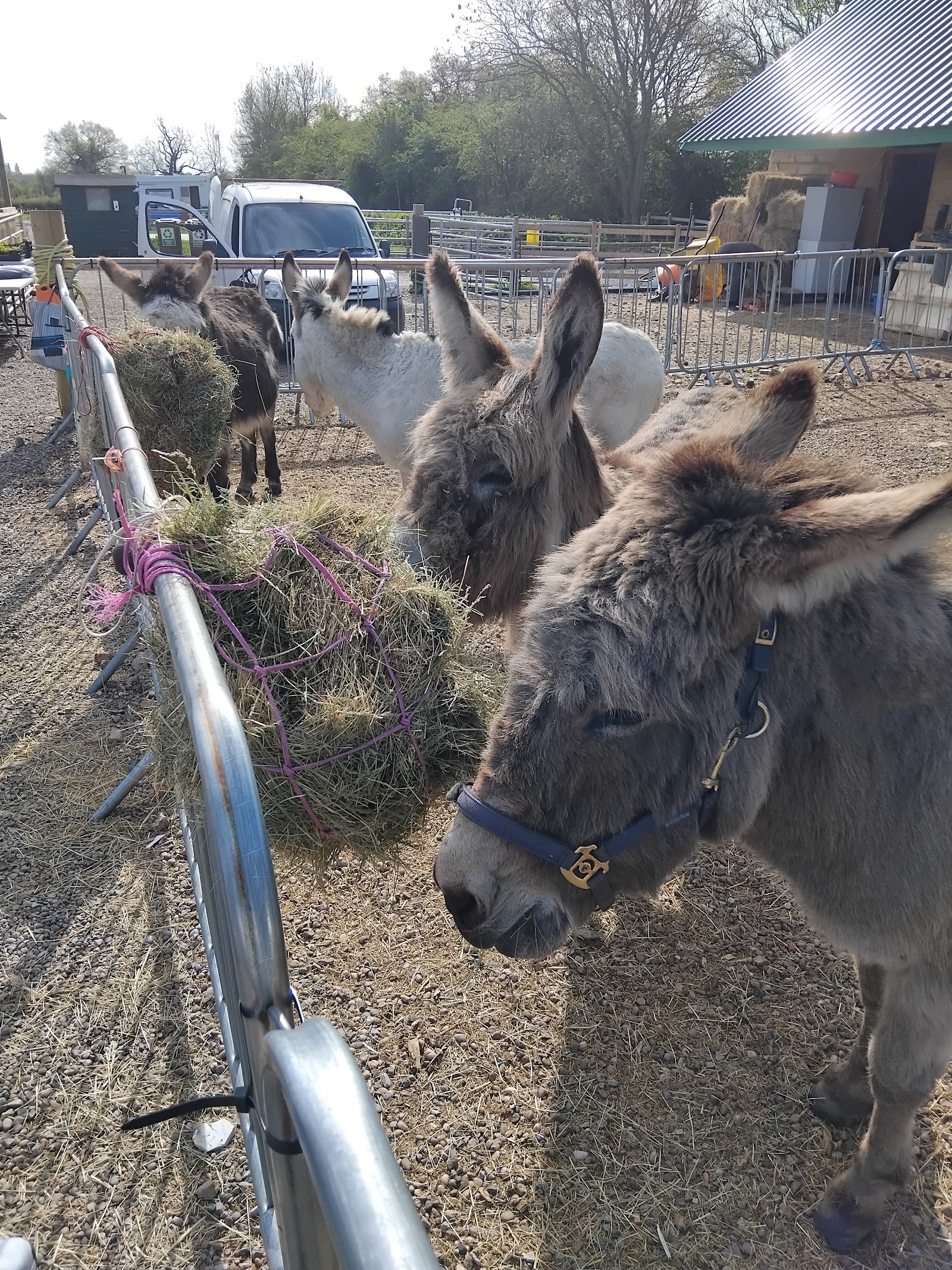 Knowle Donkey Sanctuary Campsite