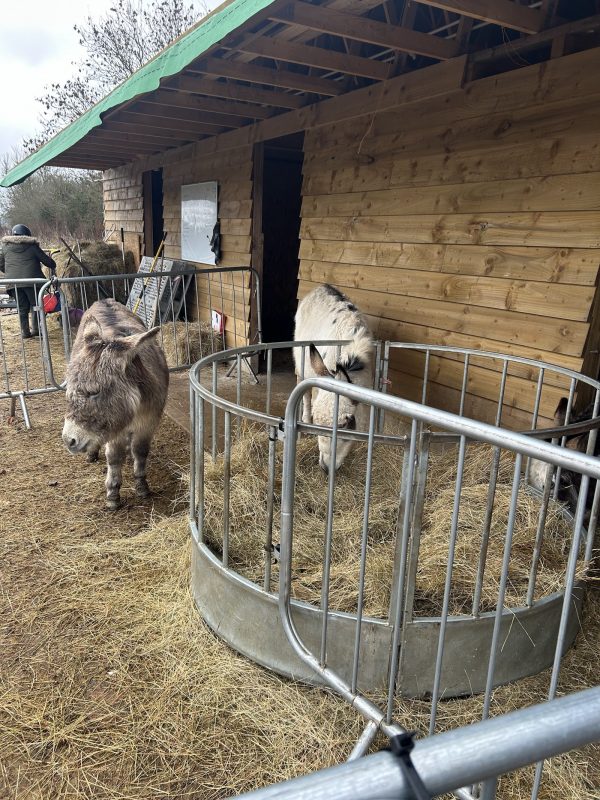 Knowle Donkey Sanctuary Campsite