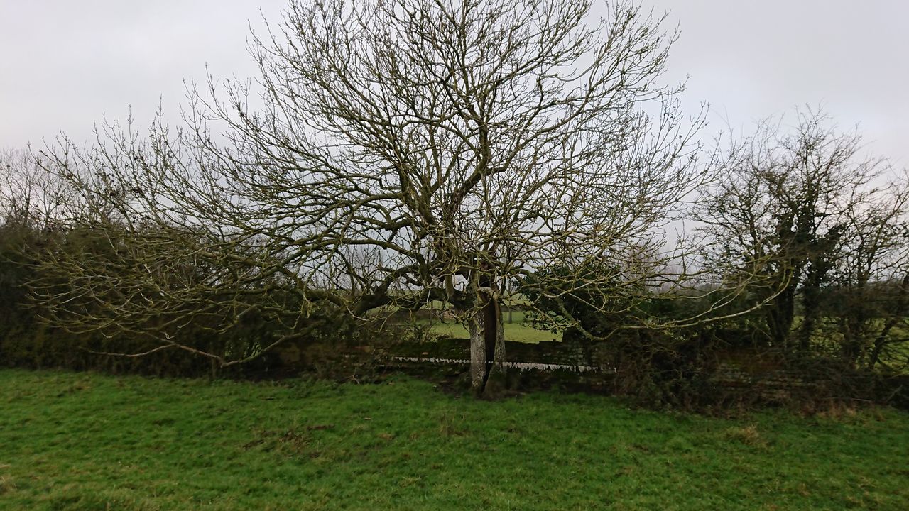 Ladymead Farm