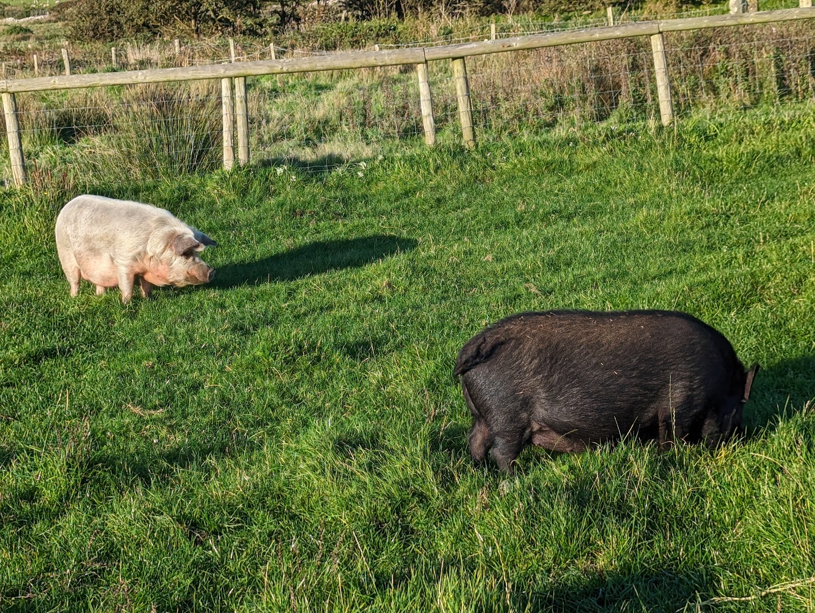 Lleithyr Farm Holiday Park