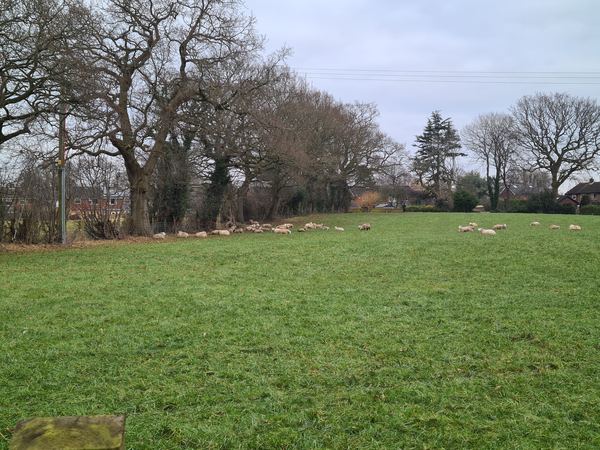 Longfield Farm