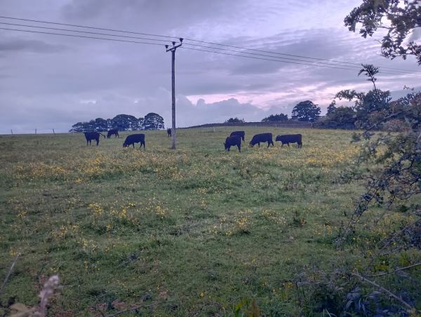 Lower Heights Farm Certificated Site