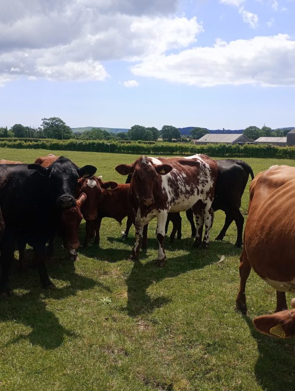 Mays Farm