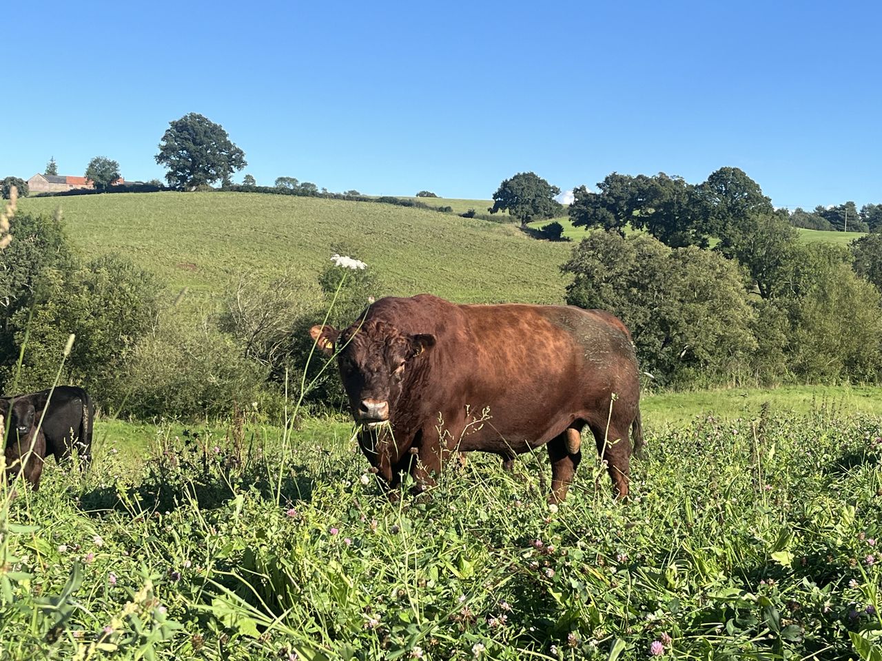 New House Farm
