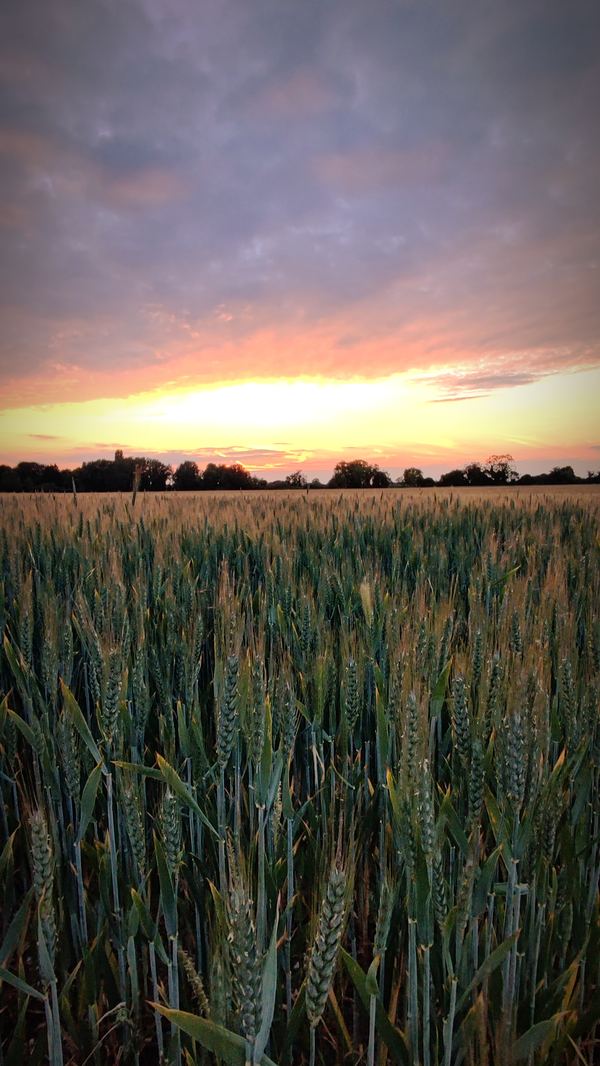 New Park Farm