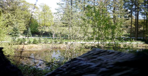 Noble Wood Camping