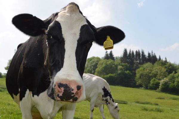 North Cotswolds Dairy
