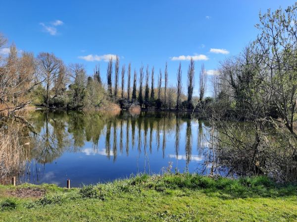 Peacock Waters