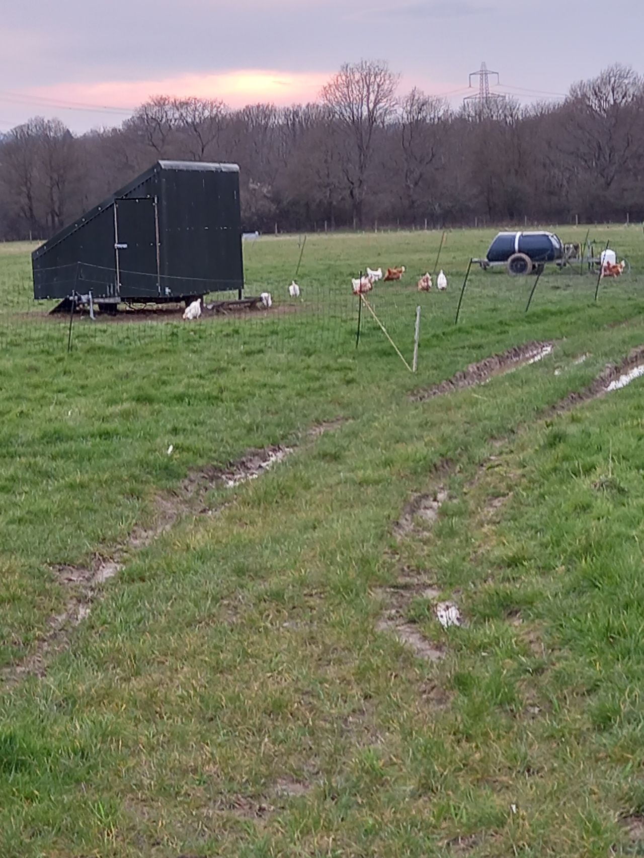 Pear Tree Farm